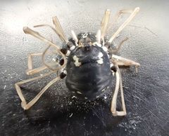 Paranemastoma quadripunctatum