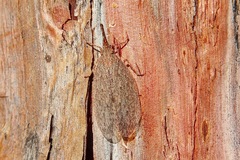 Rentinus dilatatus