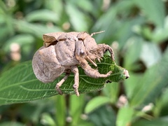 Cryptotympana atrata