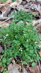 Cardamine hirsuta