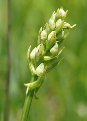 Platanthera chlorantha