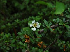 Cotoneaster integrifolius