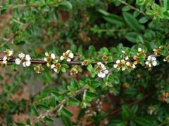 Cotoneaster integrifolius