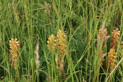 Orobanche elatior