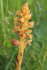 Orobanche elatior