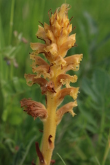 Orobanche elatior