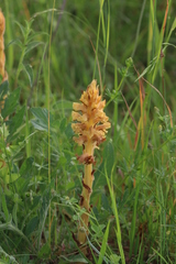 Orobanche elatior
