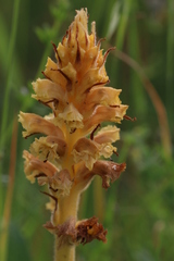 Orobanche elatior