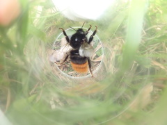 Bombus wurflenii
