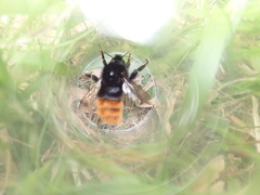 Bombus wurflenii