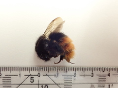 Bombus wurflenii