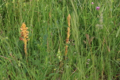 Orobanche elatior
