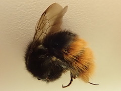 Bombus wurflenii