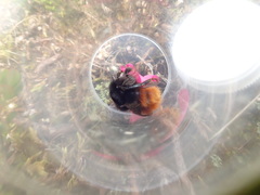 Bombus wurflenii