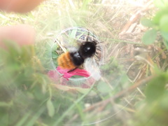 Bombus wurflenii