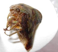 Telamona vestita