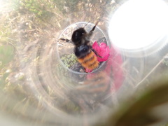 Bombus wurflenii