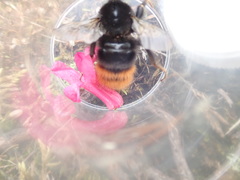 Bombus wurflenii