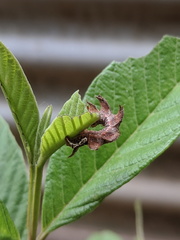 Eucyclodes metaspila