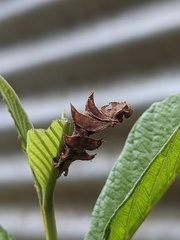 Eucyclodes metaspila