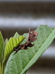 Eucyclodes metaspila