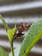 Eucyclodes metaspila