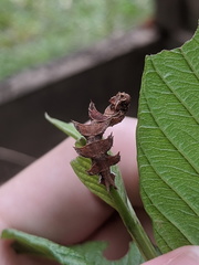 Eucyclodes metaspila