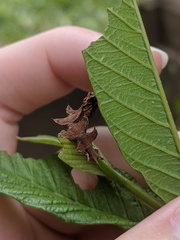 Eucyclodes metaspila