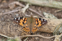 Vanessa cardui