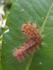 Barasa cymatistis