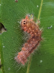 Barasa cymatistis