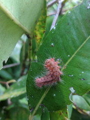 Barasa cymatistis