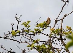 Carpodacus erythrinus grebnitskii