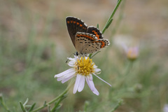 Aricia chinensis