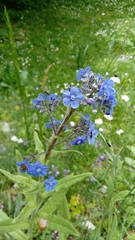 Cynoglottis barrelieri