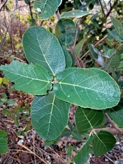 Ficus aculeata