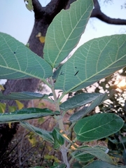 Ficus aculeata