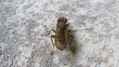 Pherbellia annulipes