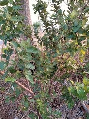 Ficus aculeata