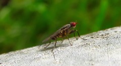 Pherbellia annulipes