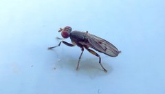 Pherbellia annulipes