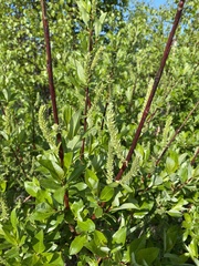 Salix divaricata