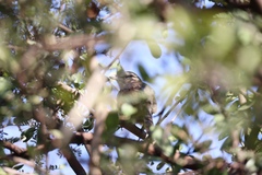 Tchagra australis australis