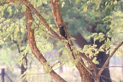 Lanius melanoleucus melanoleucus