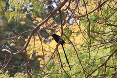 Lanius melanoleucus melanoleucus