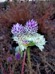 Gomphrena flaccida
