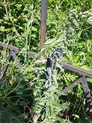 Echium vulgare