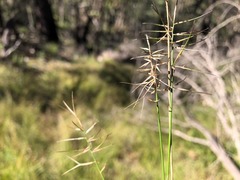 Aristida caput-medusae