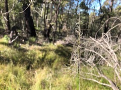 Aristida caput-medusae