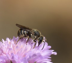 Stelis punctulatissima